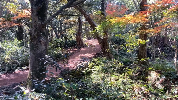 제주도 맨발 걷기 좋은 숲 산책길 비자림 제주도 맨발 걷기 좋은 숲 산책길 비자림