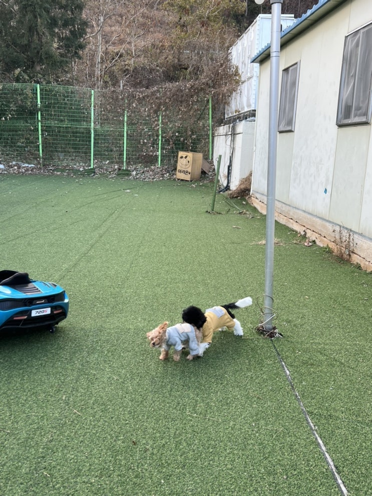 거제 가성비 애견펜션 추천 : 이리온애견팬션 이리온1호가족룸 거제 가성비 애견펜션 추천 : 이리온애견팬션 이리온1호가족룸