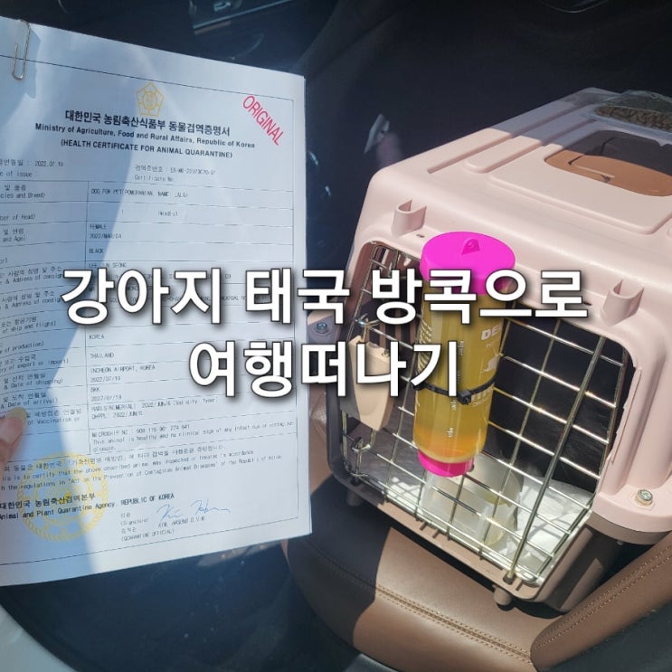  강아지 태국 방콕으로 여행떠나기