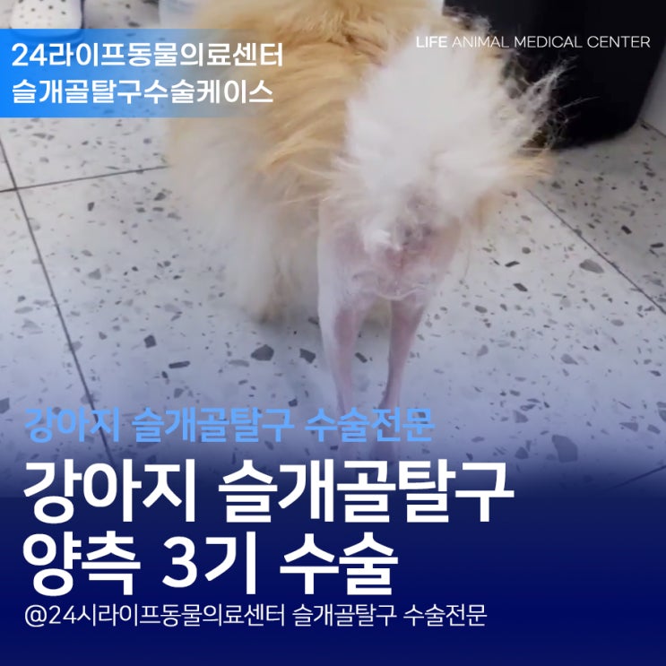 대구강아지슬개골탈구수술전문 : 강아지 슬개골 양측 3기 수술 후기 대구강아지슬개골탈구수술전문 : 강아지 슬개골 양측 3기 수술 후기