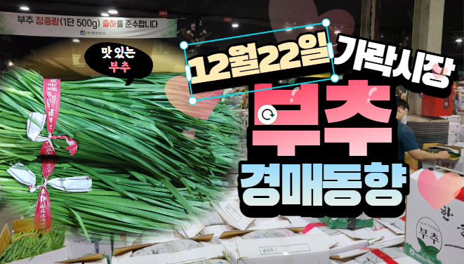  [경매사 일일보고] 12월 22일자 가락시장 "부추" 경매동향을 살펴보겠습니다!