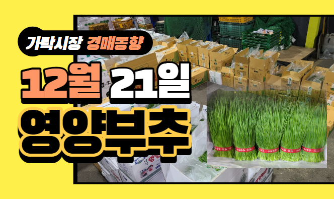  [경매사 일일보고] 12월 21일자 가락시장 "영양부추" 경매동향을 살펴보겠습니다!