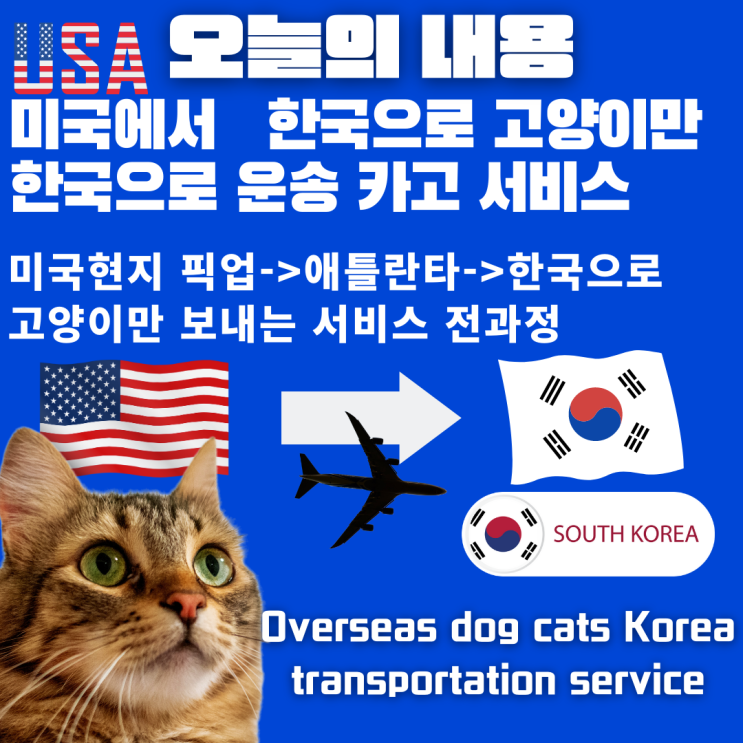 [연말특집] 미국 애틀랜타 해외에서 샴고양이만 한국으로 데려오기 카고 화물 강아지 고양이 반려동물 반려견 해외 운송