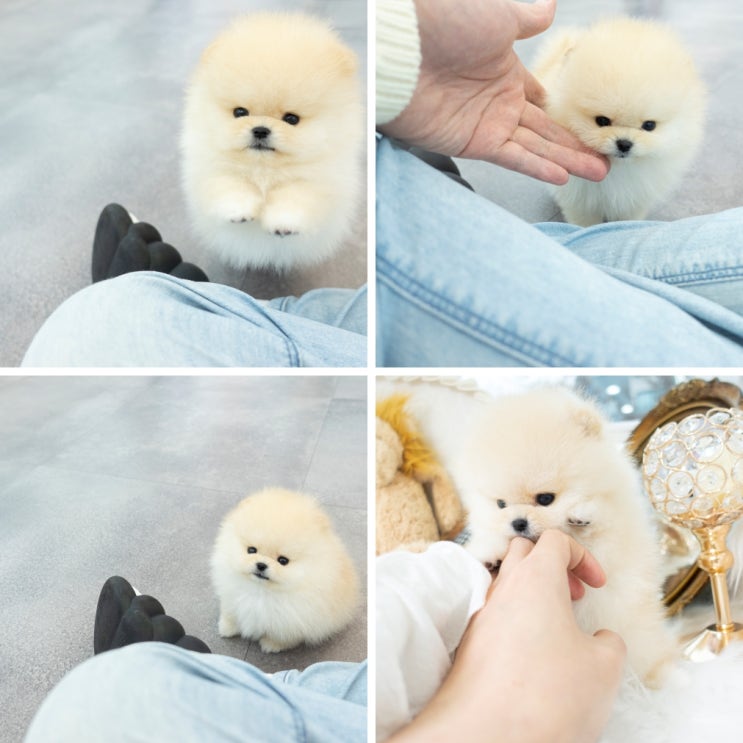  다산강아지분양 포메라니안 전문적인 곳 찾으세요??