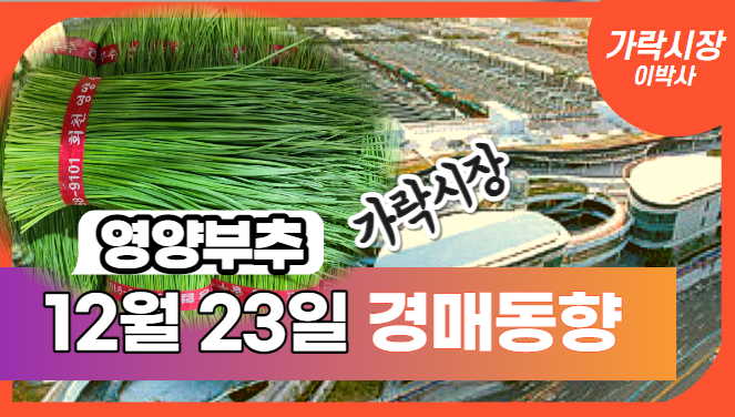 [경매사 일일보고] 12월 23일자 가락시장 "영양부추" 경매동향을 살펴보겠습니다!