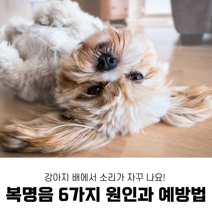  강아지배꼬르륵, 복명음 원인 6가지와 예방법