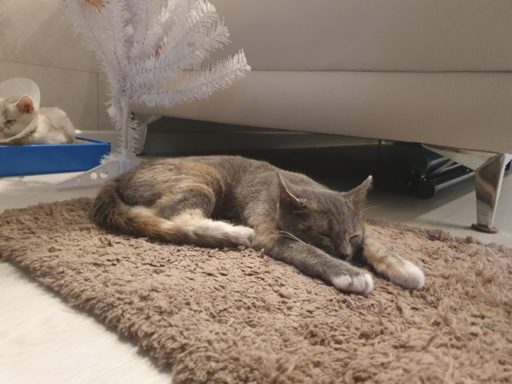  겨울철 고양이 관리