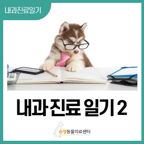  [내과 진료 일기 2] 대형견 항생제 치료 후 혈소판 감소증과 간 손상, 혈전 생성 원인과 치료 방법