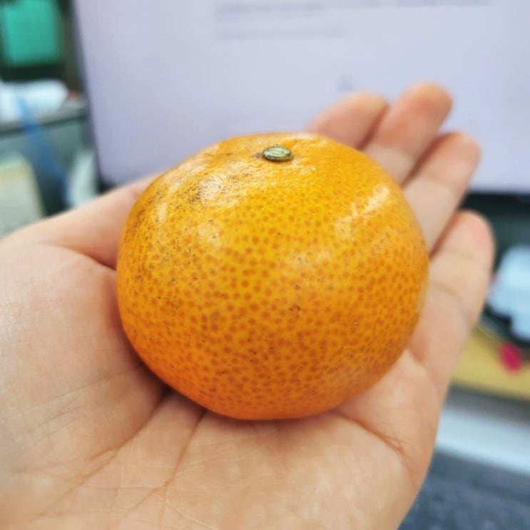 겨울 디저트