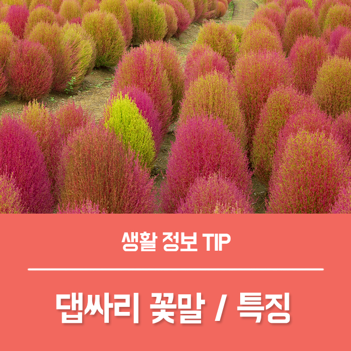  댑싸리 꽃말과 특징, 효능 들어보실래요?