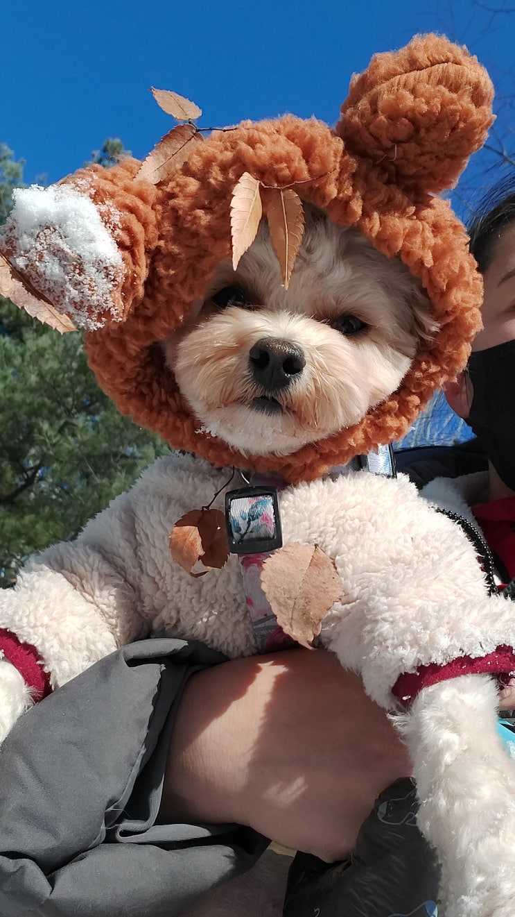  강아지 겨울모자 귀까지 따뜻하게 가려주는 곰돌이 모자