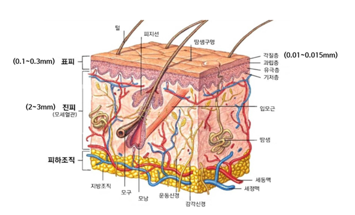  제천미용학원 ,미용사(일반)헤어국가자격증 모발의 구조와 기능!