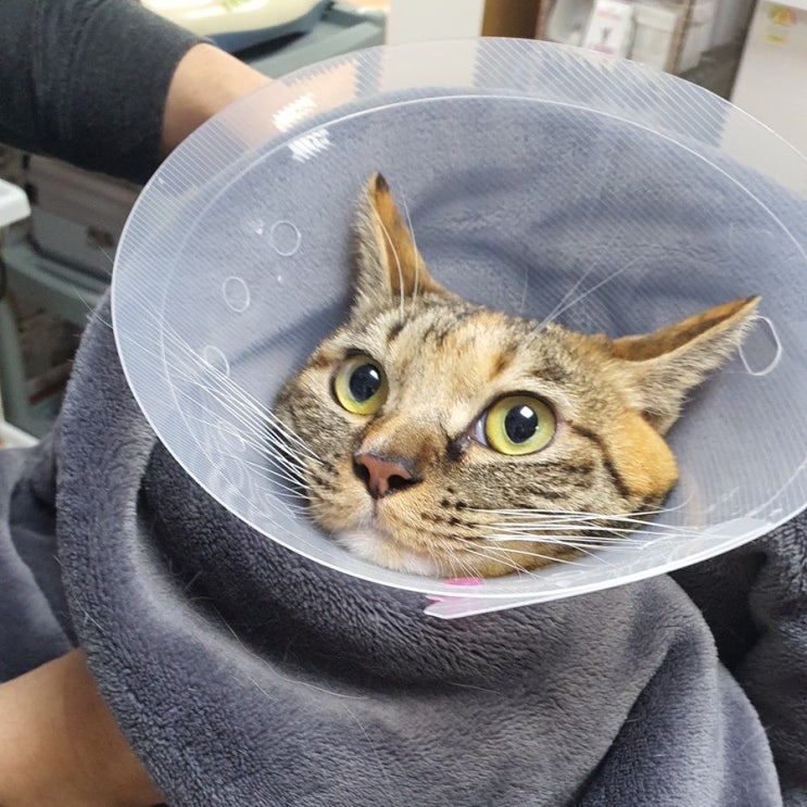  병원에 간 고양이 아리