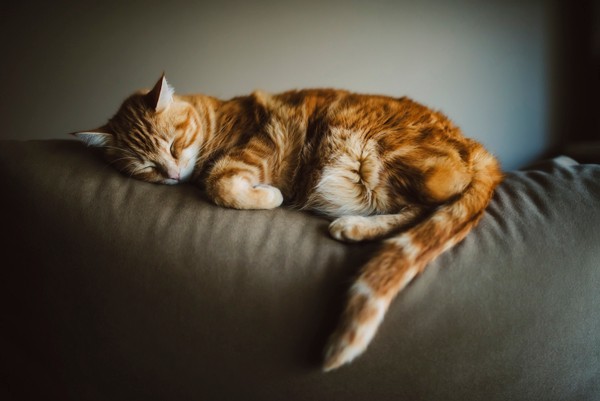 고양이 누워서 꼬리 탁탁 무슨 의미일까 고양이 꼬리 언어 : 네이버 블로그