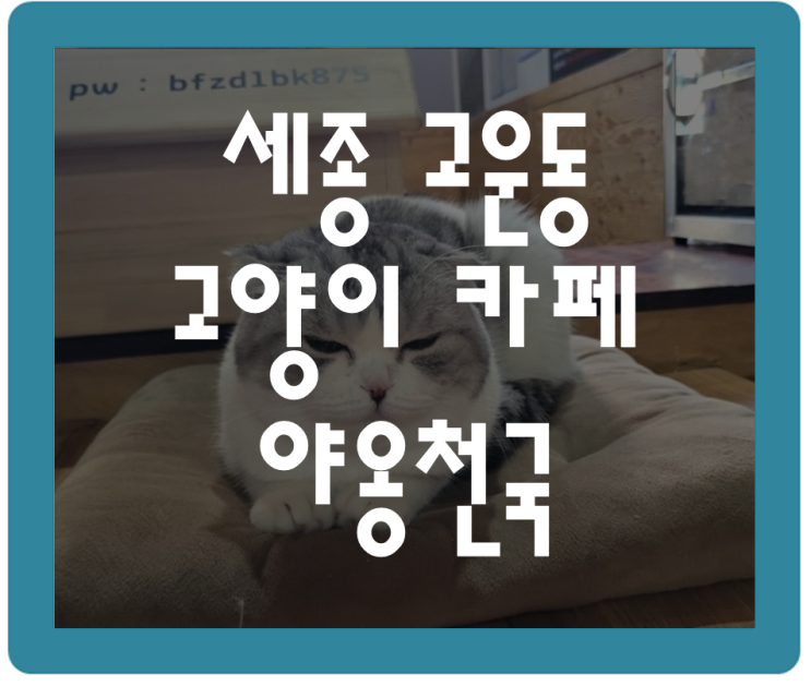  세종 고양이카페 야옹천국 아이가 너무 좋아해요 내돈내산
