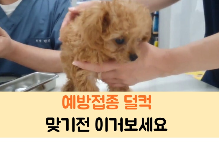 새끼 강아지 필수 예방접종 다 맞아야되나요?