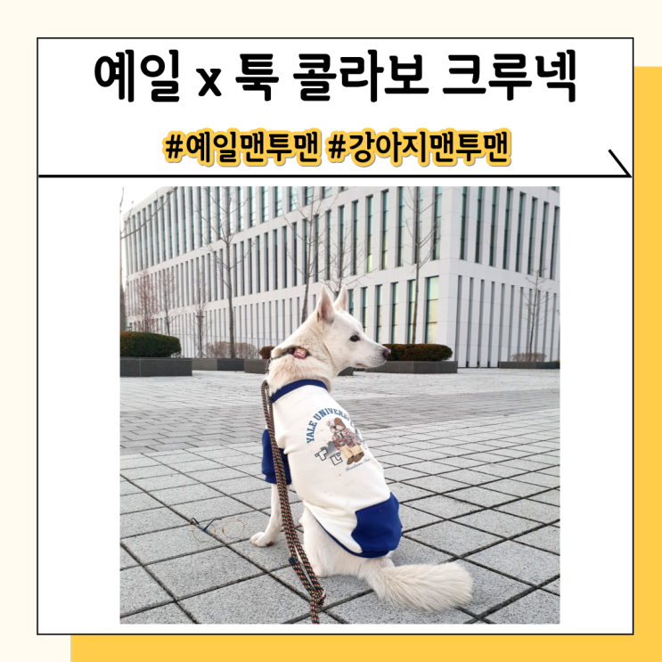 예일 강아지 옷 입고 길어진 가방끈 자랑하기 예일 강아지 옷 입고 길어진 가방끈 자랑하기