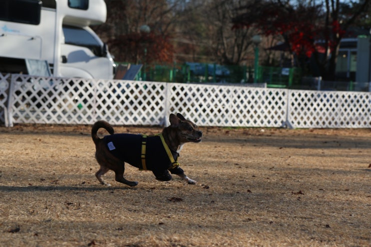  불독 종류. 라이트브린들 프렌치 불독 성격, 특징, 털빠짐