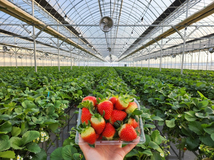 충남 천안 아이와 가볼만한곳, 경험형스마트마켓 딸기포레스트 딸기농장체험