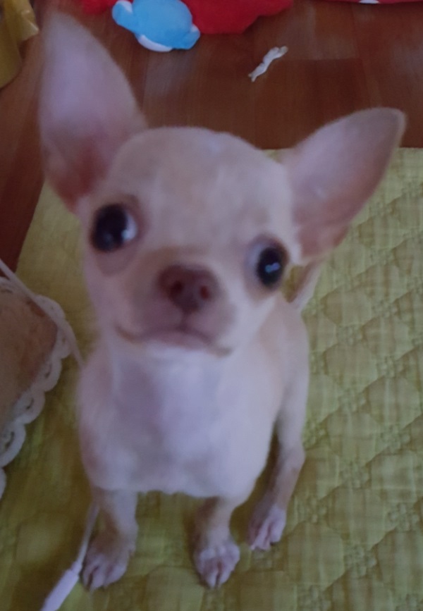 치와와3대-치와와 아기대박이는 이렇게 커갑니다