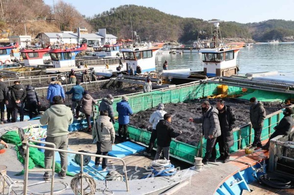  고흥군, 다도해 청정해역에서 생산된 2023년산 물김 출하