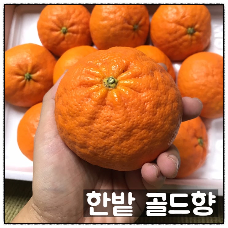  한밭골드향 새콤달콤 맛있는 골드향 맛 후기