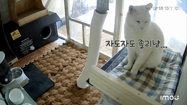  계속되는 한파 속.. 옥수는 잠만 자네요 : 유기묘옥수