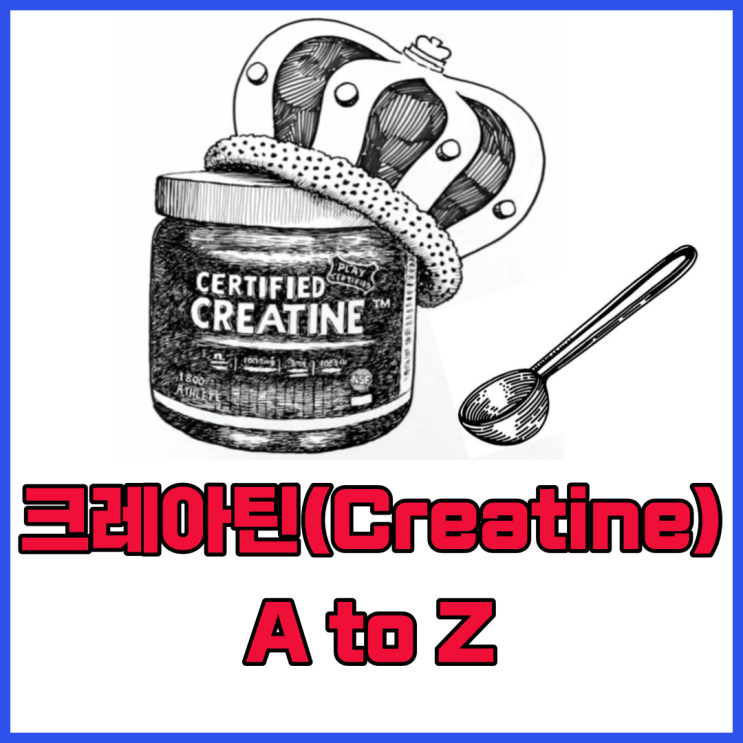 운동 선수 크레아틴 A to Z /섭취 방법, 효과, 안정성, 부작용(탈모, 설사, 복통,신장)/ 모노 크레아틴(Micronized)/에르고제닉(ergogenic)/크레아틴 로딩