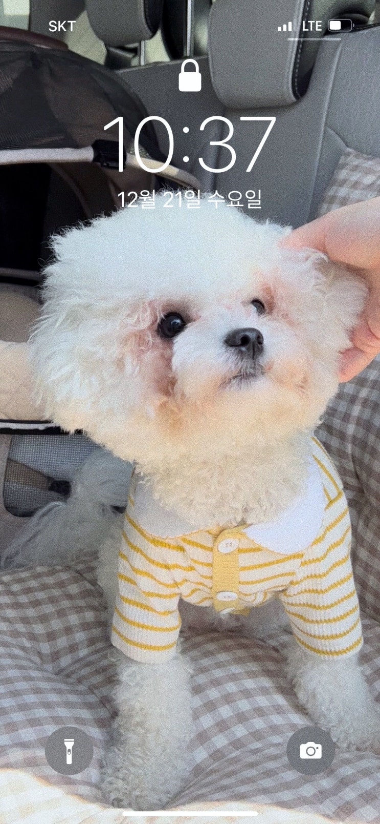  나의 반려견에게 늙은 강아지라고? f. 눈물 자국