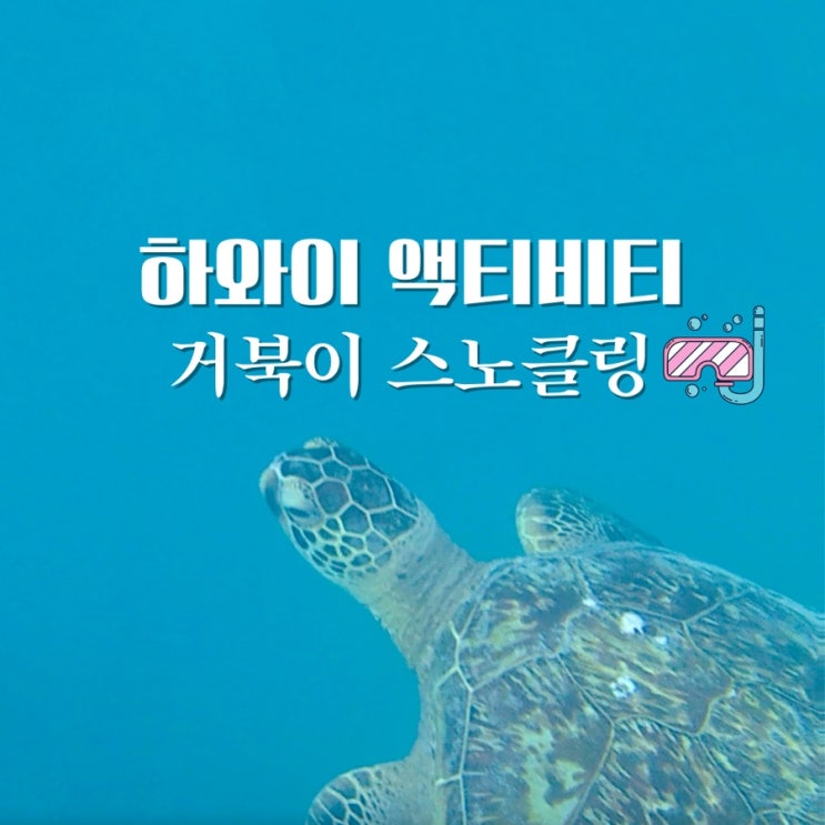  하와이 거북이 스노쿨링 액티비티 - 와이키키 앞바다에서 터틀과 수영을?