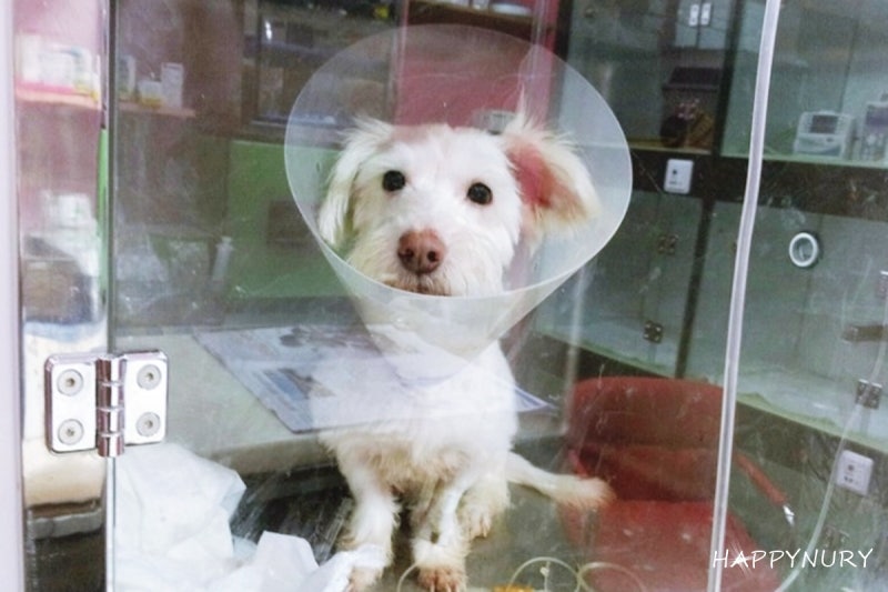 강아지 요로 결석 수술비용 방광결석 1