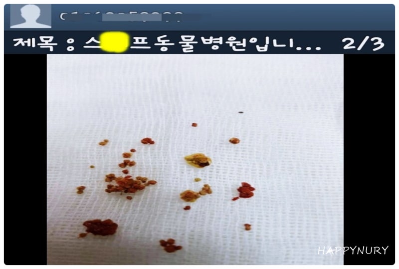 강아지 요로 결석 수술비용 방광결석 2