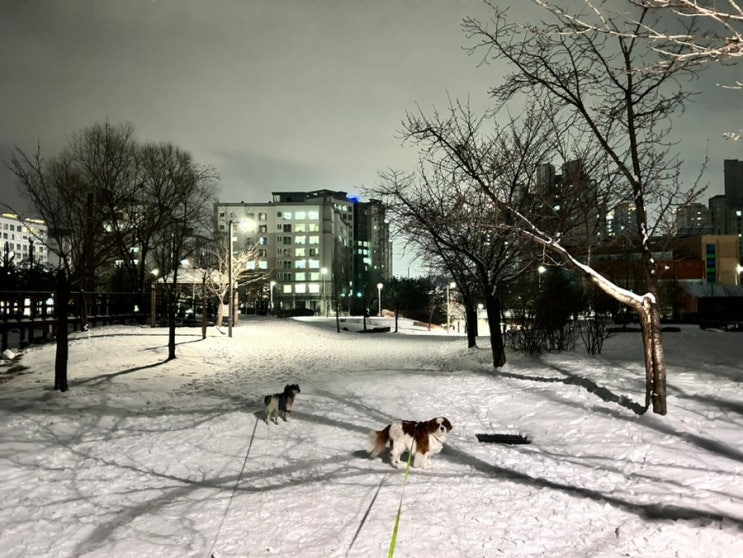 한겨울 밤 강아지와 산책하기 눈 펑펑