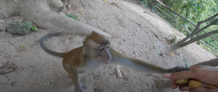  세부 오슬롭 투어 후 원숭이 와칭 포인트 후기! (야생 원숭이 협곡 wild monkey canyon)