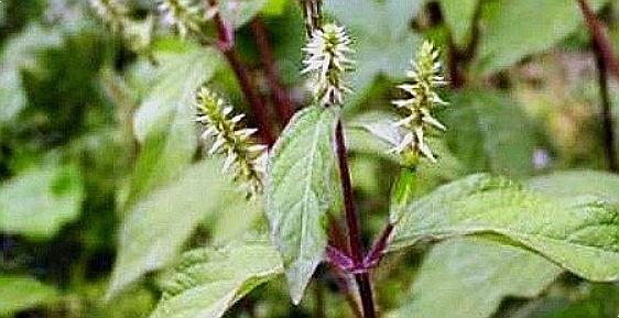 우슬 성분과 효능 알아보기 : 네이버 블로그