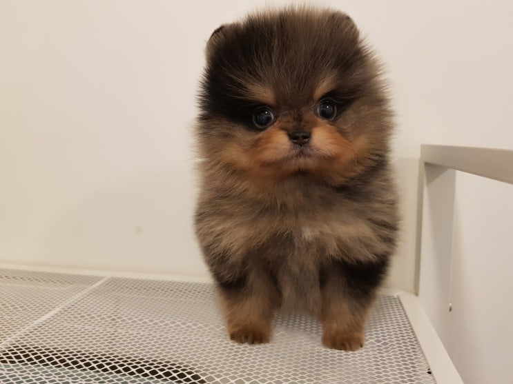  강아지는 왜 초콜릿을 먹으면 안돼요?