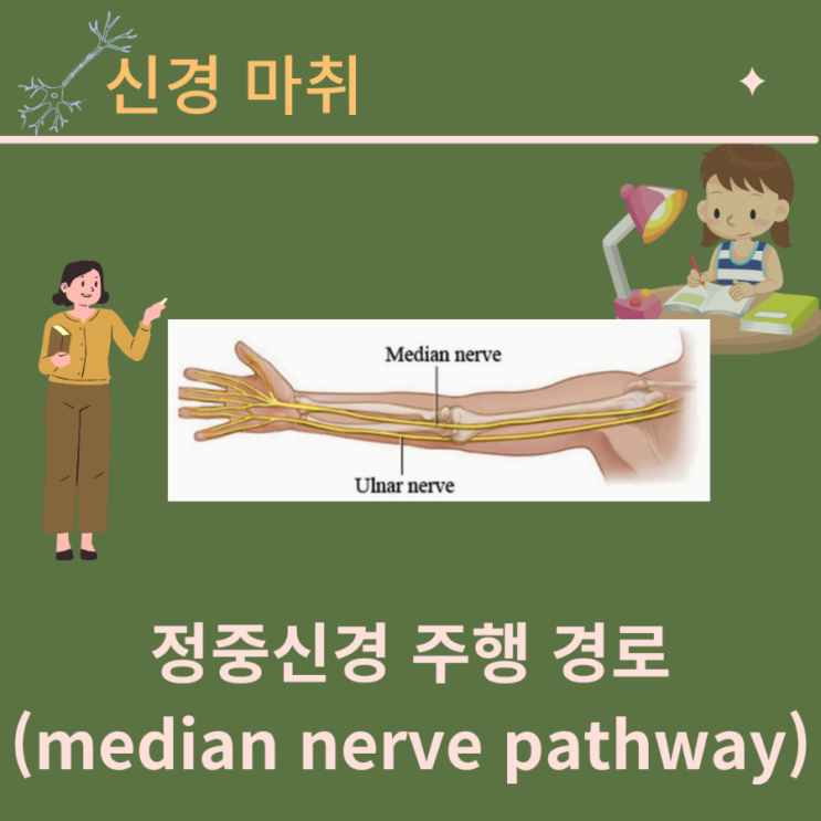 정중 신경 차단술 median nerve block, 정중신경의 주행에 대하여(초음파 유도하)