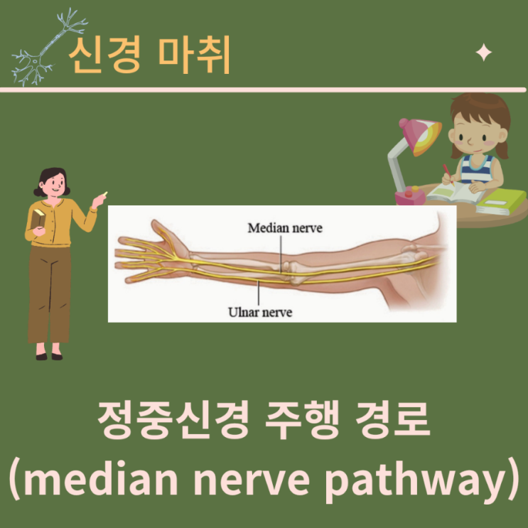  정중 신경 차단술 median nerve block, 정중신경의 주행에 대하여(초음파 유도하)