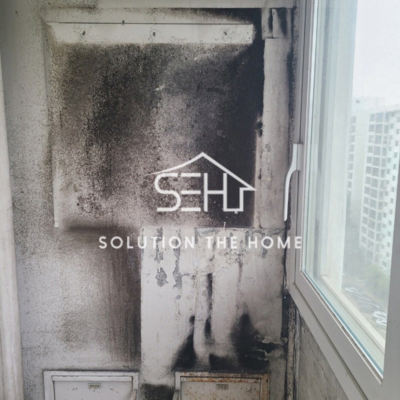 곰팡이가 쉽게 피는 환경조건은 어떻게 되나요?의 0번 째 이미지