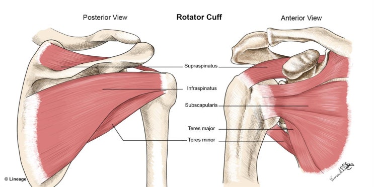 회전근개(Rotator cuff)의 구성과 역활