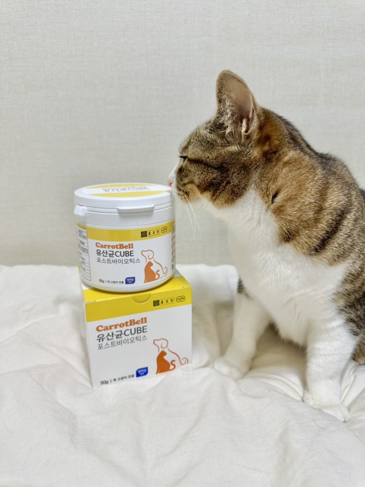고양이 유산균 추천 : 간식으로 맛있게 즐기는 종근당 캐롯벨 급여후기