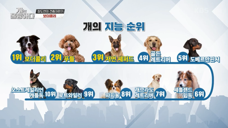 개는훌륭하다(<b>개훌륭</b>) KBS2TV... 아빠보호자 <b>강형욱</b> 찐팬... 