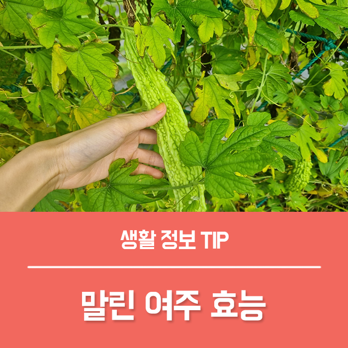  말린 여주 효능 TOP6, 혈압에 좋은 차 여주차 여주가루 여주환 여주즙, 여주 씨앗 키우기