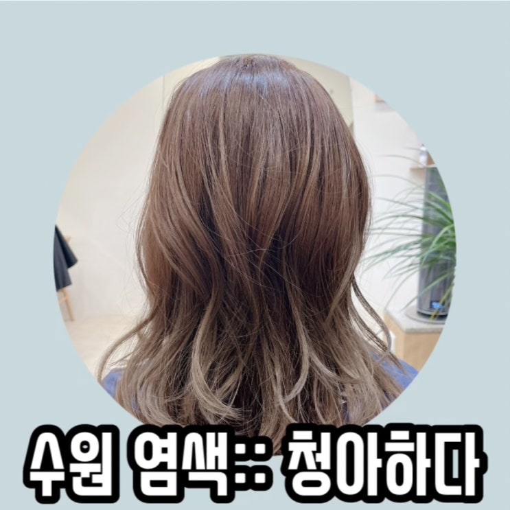 광교미용실:: 애쉬브라운 염색 맛집은 광교중앙역미용실 청아하다