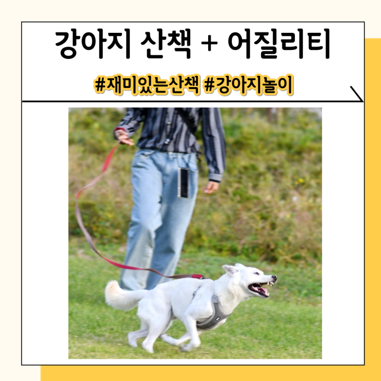 강아지 어질리티 매일 산책하면서 연습해요 강아지 어질리티 매일 산책하면서 연습해요