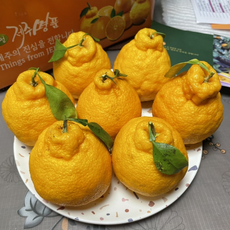  돌망돌망, 새콤달콤 제주 한라봉 산지직송!