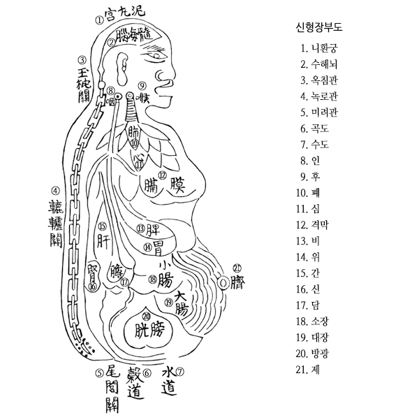  5. 장부(오장)
