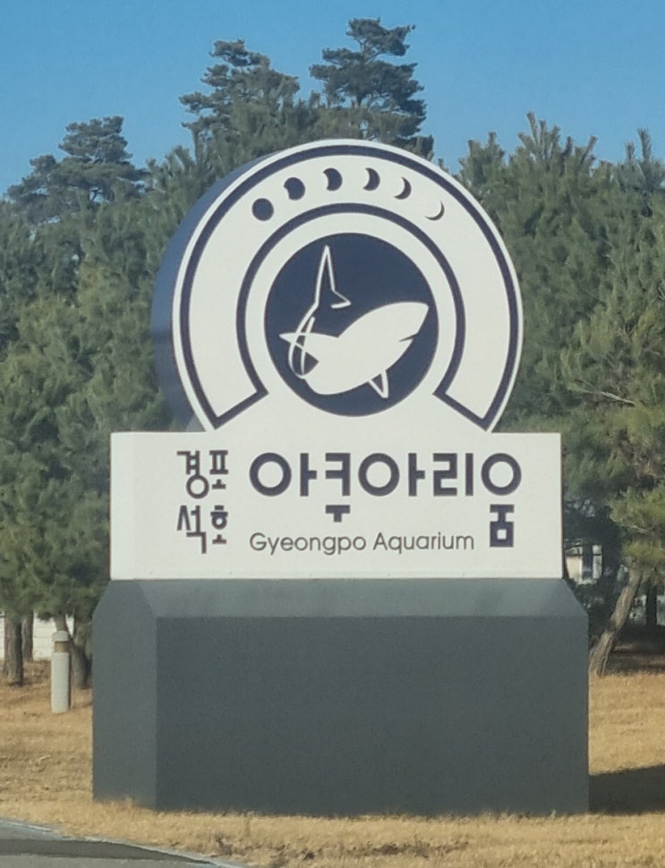 강릉 실내 아이들과 가볼만한 곳︎ 강릉경포아쿠아리움 & 할인︎