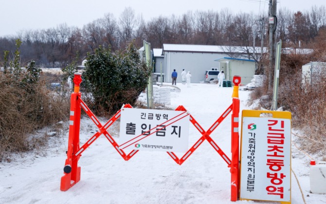 경북 성주 <b>산란계</b> 농장서 <b>고병원성</b> AI 확진