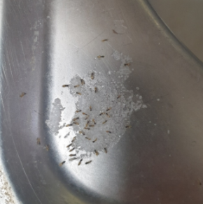 쉽게 집개미 퇴치하기 (붕산+설탕물로 개미 퇴치)